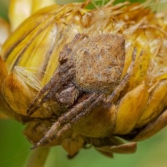 Araneinae (subfamily) (Orb weaver) at ANBG - 16 Dec 2020 by WHall