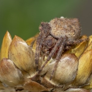 Araneinae (subfamily) at Acton, ACT - 16 Dec 2020