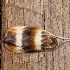 Piloprepes anassa (A Concealer moth (Wingia group)) at Melba, ACT - 19 Nov 2020 by kasiaaus