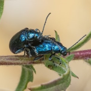 Altica sp. (genus) at Acton, ACT - 16 Dec 2020