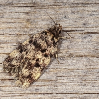Barea zygophora (Concealer Moth) at Melba, ACT - 19 Nov 2020 by kasiaaus