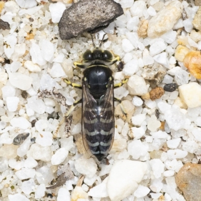 Bembix sp. (genus) (Unidentified Bembix sand wasp) at Acton, ACT - 16 Dec 2020 by WHall