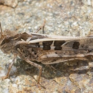 Oedaleus australis at Acton, ACT - 16 Dec 2020