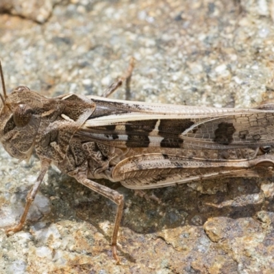 Oedaleus australis (Australian Oedaleus) at ANBG - 16 Dec 2020 by WHall