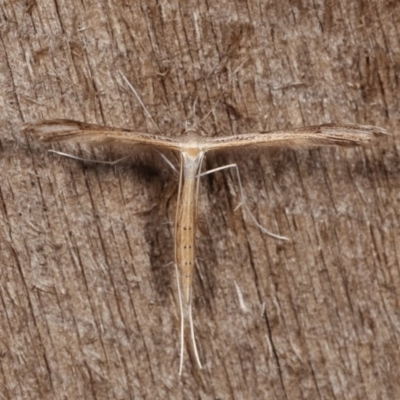 Stenoptilia zophodactylus (Dowdy Plume Moth) at Melba, ACT - 19 Nov 2020 by kasiaaus