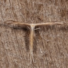 Stenoptilia zophodactylus (Dowdy Plume Moth) at Melba, ACT - 19 Nov 2020 by kasiaaus