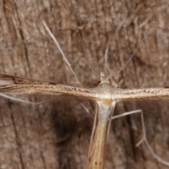 Stenoptilia zophodactylus at Melba, ACT - 19 Nov 2020