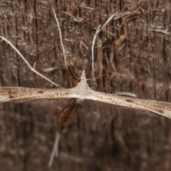 Stenoptilia zophodactylus at Melba, ACT - 19 Nov 2020