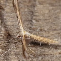 Stenoptilia zophodactylus at Melba, ACT - 19 Nov 2020