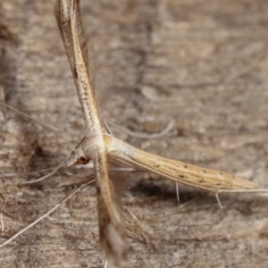 Stenoptilia zophodactylus at Melba, ACT - 19 Nov 2020 10:40 PM