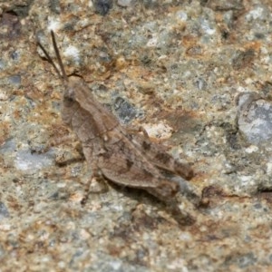 Phaulacridium vittatum at Acton, ACT - 16 Dec 2020 12:57 PM