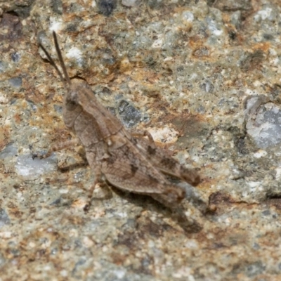 Phaulacridium vittatum (Wingless Grasshopper) at Acton, ACT - 16 Dec 2020 by WHall
