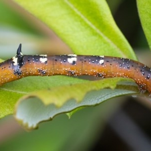 Oenochroma vinaria at Acton, ACT - 16 Dec 2020