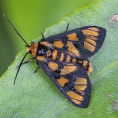 Amata (genus) (Handmaiden Moth) at Acton, ACT - 16 Dec 2020 by WHall