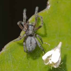 Badumna sp. (genus) at Acton, ACT - 16 Dec 2020