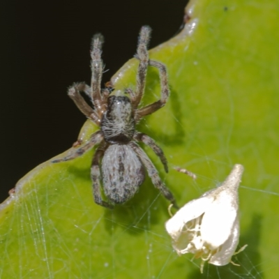 Badumna (genus) (Lattice-web spider) at Acton, ACT - 16 Dec 2020 by WHall