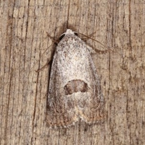 Armactica conchidia at Melba, ACT - 19 Nov 2020