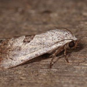 Armactica conchidia at Melba, ACT - 19 Nov 2020