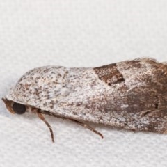 Armactica conchidia at Melba, ACT - 19 Nov 2020