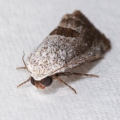 Armactica conchidia at Melba, ACT - 19 Nov 2020