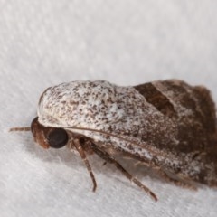 Armactica conchidia at Melba, ACT - 19 Nov 2020