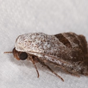 Armactica conchidia at Melba, ACT - 19 Nov 2020 10:49 PM