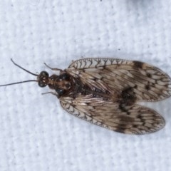 Carobius elongatus (Brown Lacewing) at Melba, ACT - 19 Nov 2020 by kasiaaus