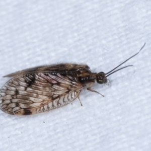 Carobius elongatus at Melba, ACT - 19 Nov 2020