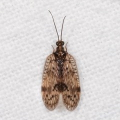 Carobius elongatus at Melba, ACT - 19 Nov 2020