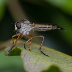 Cerdistus sp. (genus) (Slender Robber Fly) at ANBG South Annex - 16 Dec 2020 by WHall