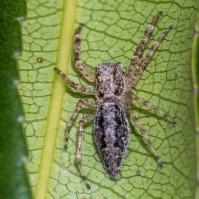 Helpis minitabunda (Threatening jumping spider) at ANBG - 16 Dec 2020 by WHall