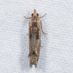 Crocidosema plebejana (Cotton Tipworm Moth) at Melba, ACT - 19 Nov 2020 by kasiaaus