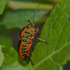 Scutiphora pedicellata (Metallic Jewel Bug) at Acton, ACT - 16 Dec 2020 by WHall