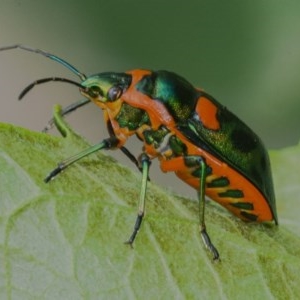 Scutiphora pedicellata at Acton, ACT - 16 Dec 2020