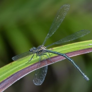 Austroargiolestes icteromelas at Acton, ACT - 16 Dec 2020