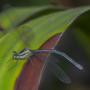 Austroargiolestes icteromelas at Acton, ACT - 16 Dec 2020