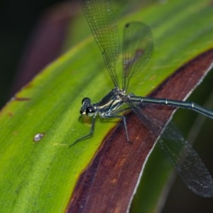 Austroargiolestes icteromelas at Acton, ACT - 16 Dec 2020