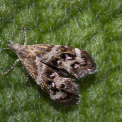 Tebenna micalis (Small Thistle Moth) at Acton, ACT - 16 Dec 2020 by WHall