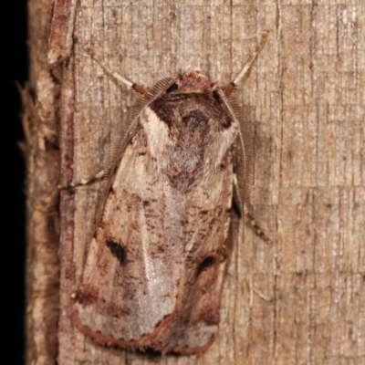 Agrotis porphyricollis (Variable Cutworm) at Melba, ACT - 19 Nov 2020 by kasiaaus