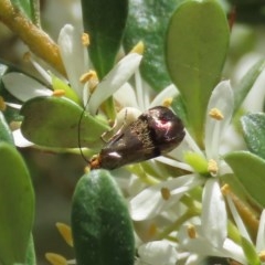 Nemophora (genus) (A Fairy Moth) at Theodore, ACT - 20 Dec 2020 by owenh