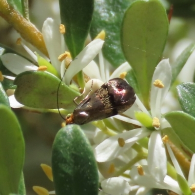 Nemophora (genus) (A Fairy Moth) at Theodore, ACT - 20 Dec 2020 by owenh