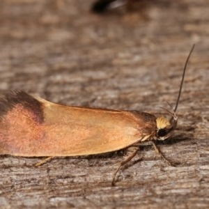 Delexocha ochrocausta at Melba, ACT - 19 Nov 2020