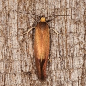 Delexocha ochrocausta at Melba, ACT - 19 Nov 2020