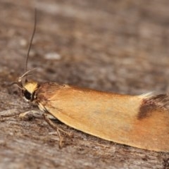 Delexocha ochrocausta at Melba, ACT - 19 Nov 2020