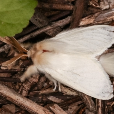 Trichiocercus sparshalli (Sparshall's Moth) at Melba, ACT - 19 Nov 2020 by kasiaaus