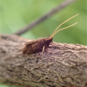 Lecithoceridae (family) at Cook, ACT - 18 Dec 2020