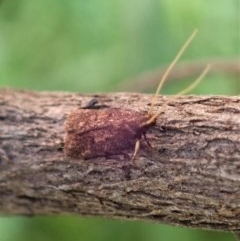 Lecithoceridae (family) at Cook, ACT - suppressed