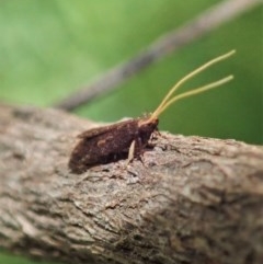 Lecithoceridae (family) at Cook, ACT - 18 Dec 2020