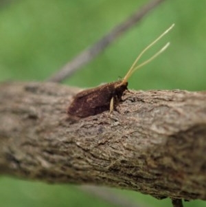 Lecithoceridae (family) at Cook, ACT - suppressed