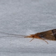 Anisocentropus sp. (genus) (Caddisfly) at Melba, ACT - 19 Nov 2020 by kasiaaus